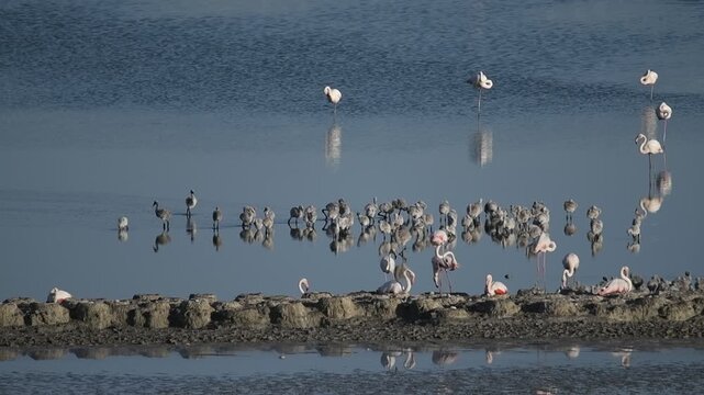 Colonia de cr&iacute;a de flamencos en la Laguna de Fuente de Piedra