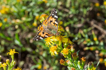 Painted Lady Butterfly, Vanessa cardui, insect macro photography.