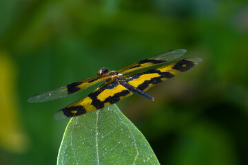 dragonfly on a leaf