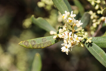 Olive tree in bloom infected with a fungus called Spilocaea Oleagina in the mediterranean area
