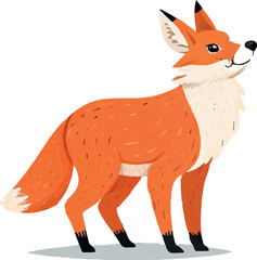 red fox isolated on white