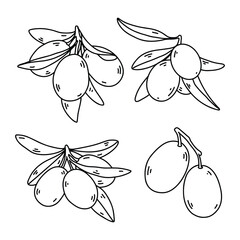 Hand drawn black and white kumquat fruit with leaves in line art style