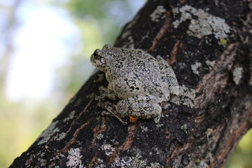 Gray tree frog in New Hampshire