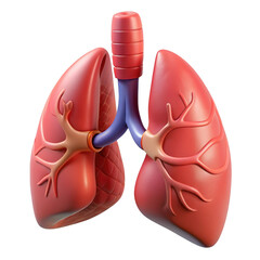 Fototapeta premium Realistic 3d model of human lungs and trachea isolated on transparent background