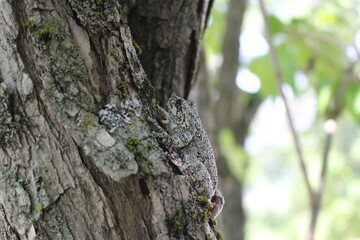 A gray tree frog blending in with a tree