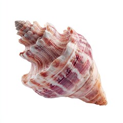 Obraz premium Close-up of a sea shell. Striated, cone-shaped shell with reddish-pink bands