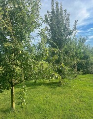 fruit trees on the farm