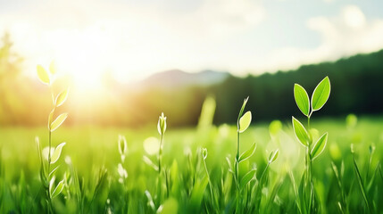 Obraz premium Fresh green leaves and grass illuminated by soft sunlight in serene natural landscape, evoking sense of growth and tranquility