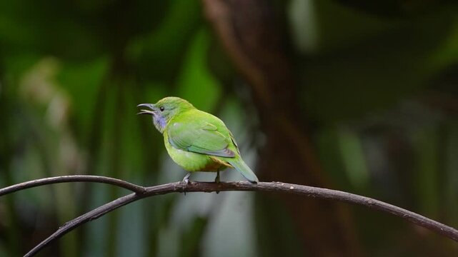 Blue-winged Leafbird ( Chloropsis cochinchinensis) female  bird on a branch