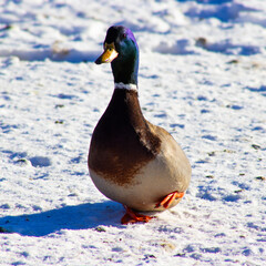 Blue beige wild duck in wild