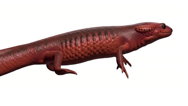 Striking Red Caecilian Gymnophiona Specimen Isolated on White Background Close Up Studio Shot