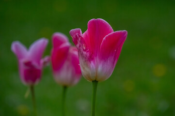 Naklejka premium pink tulip flower