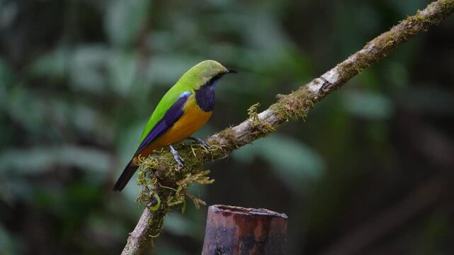 Blue-winged Leafbird ( Chloropsis cochinchinensis) male  bird on a branch