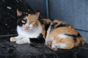 Tricolor cat lying on the floor in the city. Selective focus.