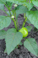 Green peppers growing in the garden. Selective focus, shallow depth of field.