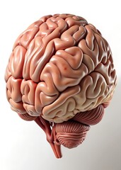 3d human brain isolated  label isolated