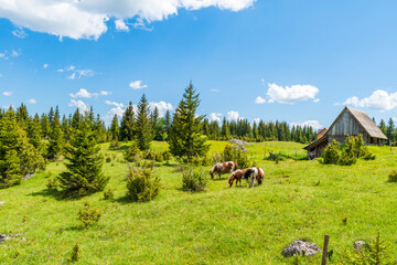 View of a countryside in small village Podgora in Montenegro