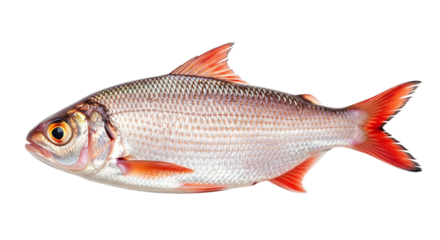 Gourmet Red Sea Bream Fish Isolated on White Background | High-Resolution Studio Seafood Photography
