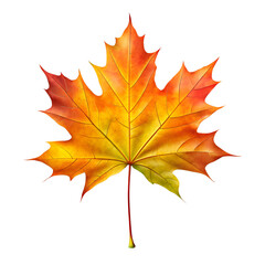 autumn maple leaf isolated on transparent background