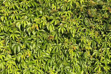Green wall of summer leaves. Natural dense foliage background. Sunlit wild wine plant covering the fence. Lush vibrant texture. Outdoor ivy growth creating natural privacy. Garden greenery detail.