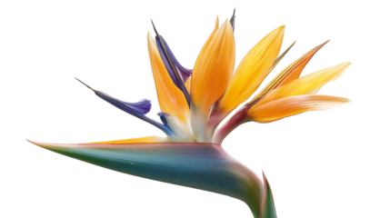 Vibrant Bird of Paradise Flower Isolated on Clear BG
