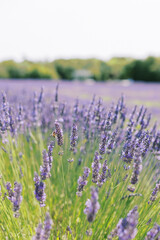 Obraz premium Lavendar Flower Field Bumble Bee