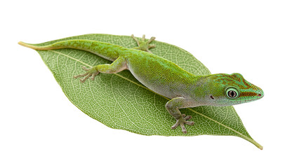 Vibrant Green Gecko Resting on a Fresh Leaf