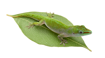 Vibrant Green Gecko Resting on a Fresh Leaf