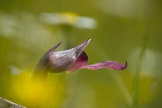 Tongue Orchids (Serapias lingua) flowering Sardinia, Italy. Monte Minerva, Villanova Monteleone, SS, SS, Sardegna, Italy