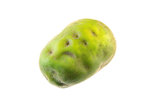 a green potato with a white background
