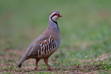 Red-legged Partridge (Alectoris rufa) in a grass meadow