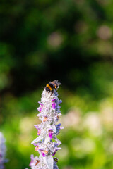 Wet bee on a flower
