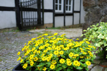 A cluster of vibrant yellow flowers with dark centers, named Sanvitalia, fill a planter in an outdoor setting. The background features cobblestone paving and a half-timbered building