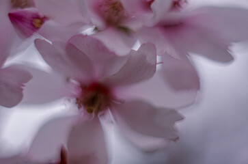 Pink apricot flowers in slight camera blur