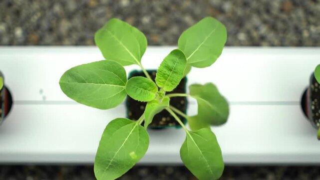 Hydroponic Basil Plants Growing in a Row - Agriculture and Sustainable Farming Practices Shown