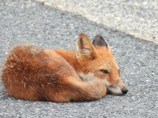 A young, sleepy, red fox, napping within the Bombay Hook National Wildlife Refuge, Kent County, Delaware