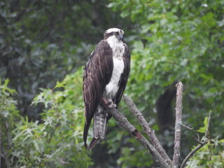 A bird of prey, Osprey perched on a branch, within the woodland forest of the Bombay Hook National Wildlife Refuge, Kent County, Delaware.