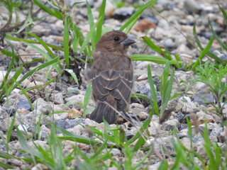 A juvenile, blue grosbeak, enjoying life, within the wetlands of the Bombay Hook National Wildlife Refuge, Kent County, Delaware.