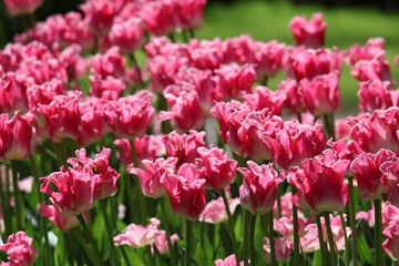 Pink white tulips 