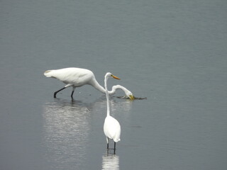 A pair of hungry, great white egrets, wading within the wetland water, hunting for fish to eat. Bombay Hook National Wildlife Refuge, Kent County, Delaware.