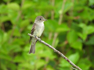 Eastern wood-pewee, perched on a branch within the woodlands of the Bombay Hook National Wildlife Refuge, Kent County, Delaware. 