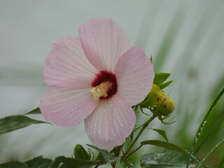 Swamp rose mallow bloomed within the wetlands of the Bombay Hook National Wildlife Refuge, Kent...