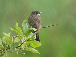 Eastern kingbird, perched on a branch, during a rainstorm. Bombay Hook National Wildlife Refuge, Kent County, Delaware. Remnants of Tropical Storm Debby.