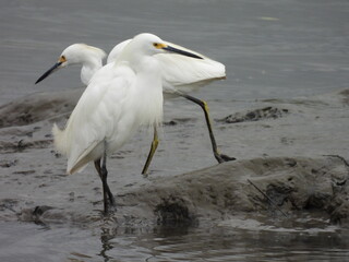 A pair of snowy egrets living within the wetlands of the Bombay Hook National Wildlife Refuge, Kent County, Delaware.