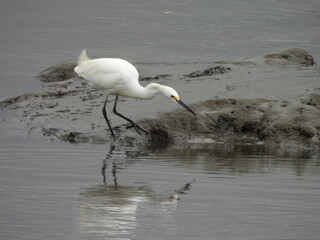 A snowy egret, making its way along the muddy wetland shore, in search of small fish or crustaceans to eat. Bombay Hook National Wildlife Refuge, Kent County, Delaware.