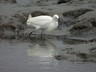 A snowy egret, making its way along the muddy wetland shore, in search of small fish or crustaceans to eat. Bombay Hook National Wildlife Refuge, Kent County, Delaware.