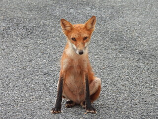 A wet, red fox, roaming the wetlands of the Bombay Hook National Wildlife Refuge, during a break in...