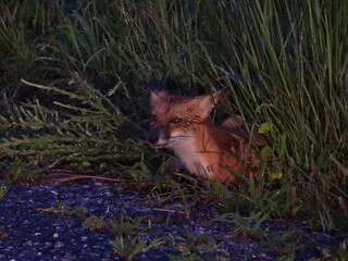 A wet, red fox, settles down by hiding out within the wetland vegetation, during a dark, stormy...