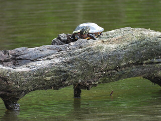 Eastern painted turtle, basking in the warmth of the summer sun. Bombay Hook National Wildlife...