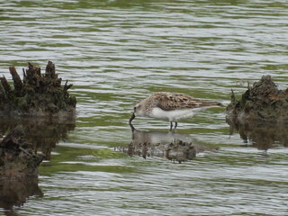 A semipalmated sandpiper, probing the wetland waters for aquatic invertebrates to eat. Bombay Hook...